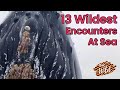 13 WILD Sea Encounters | Going Wild Vol.1 - T&amp;T Creative Media Collections