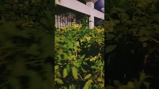 Chaiya chaiya #flowers #short video#vishu n 11#subscribe