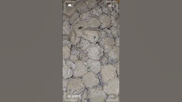 Thumbnail of Produksi siomay ikan tenggiri ribuan biji perhari