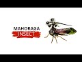 Brazilian Treehooper (Bocydium Globulare) : The Mahoraga Insect Explained In 2min