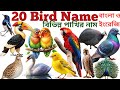 Bird Name Video| Kids Learning 20 Bird Name In English With Picture | Bird Vocabulary Toddler Video 