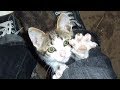 Cat Asking For Help Is Rescued But Watch What The Dogs Did Next