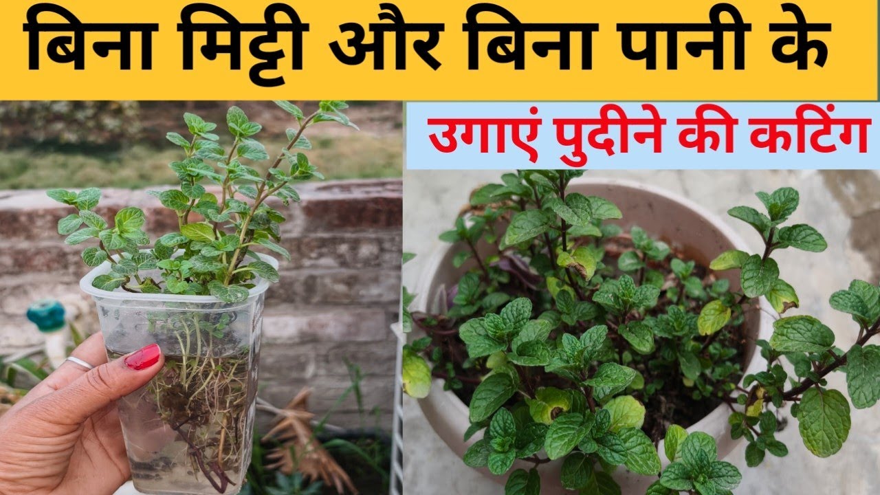 बिना मिट्टी और बिना पानी के उगाएं पुदीने की कटिंग, आसान ट्रिक