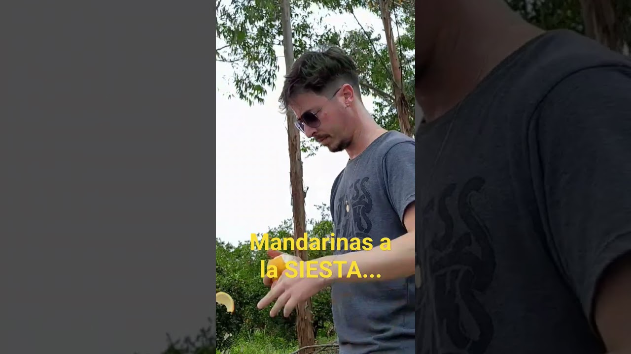 El placer incomparable de unas mandarinas a la siesta. 