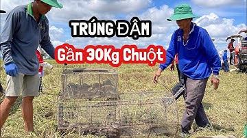 TRÚNG MÁNH CÙ CHUỘT ĐỒNG GẦN 30KG • Món Chuột Kho Tương "Lương Sương" Mấy Ly Rượu Đế Còn Gì Bằng