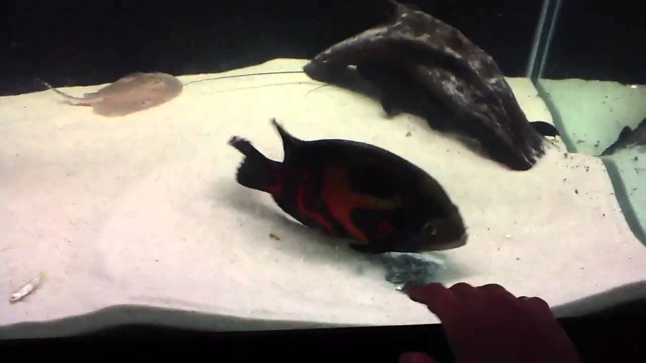 leiarius pictus catfish and friends! YouTube