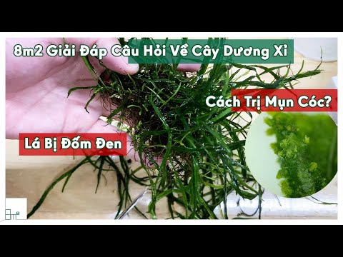 Video 8m2 Giải Đáp Chăm Sóc Cây Dương Xỉ - Cách Vệ Sinh, Cố... - youtube