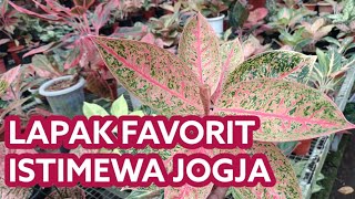 Lagi lagi Aglaonema komplit terhemat dari Jogjakarta