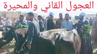 اسعار العجول القاني بسوق السبت اليوم ٣٠/ ٥/ ٢٠٢٦م