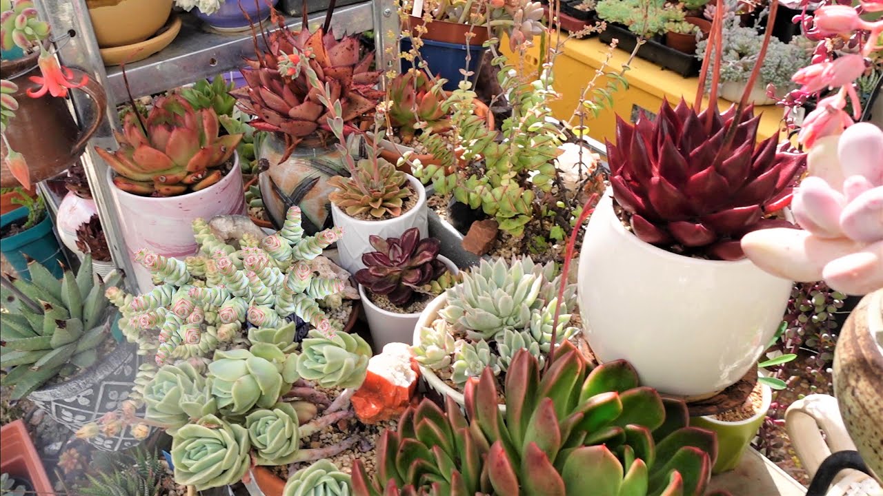 When To Water Succulents In Summer | VLOG #99 Succulents & Coffee w Liz