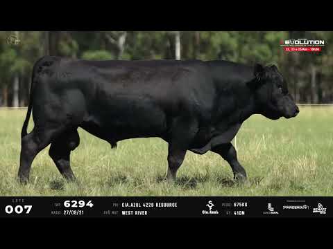 LOTE 07   TAT 6294 M Angus