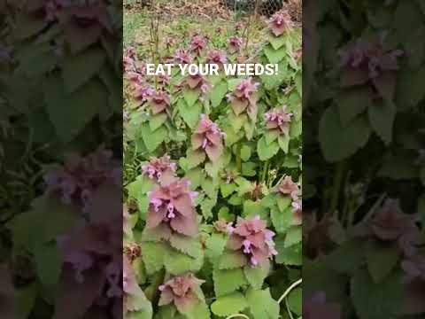 Video: Alternativa trávníku Deadnettle – zjistěte více o využití Deadnettle na trávníku