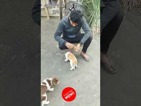 वीडियो: कुत्ता शिविर
