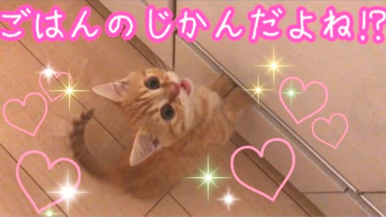 【猫の鳴き声】ごはんを催促してくる子猫の鳴き声が可愛すぎる！ 