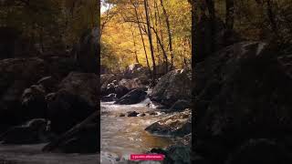 Nature doesn’t hurry yet everything is accomplished (Positive Reminder)