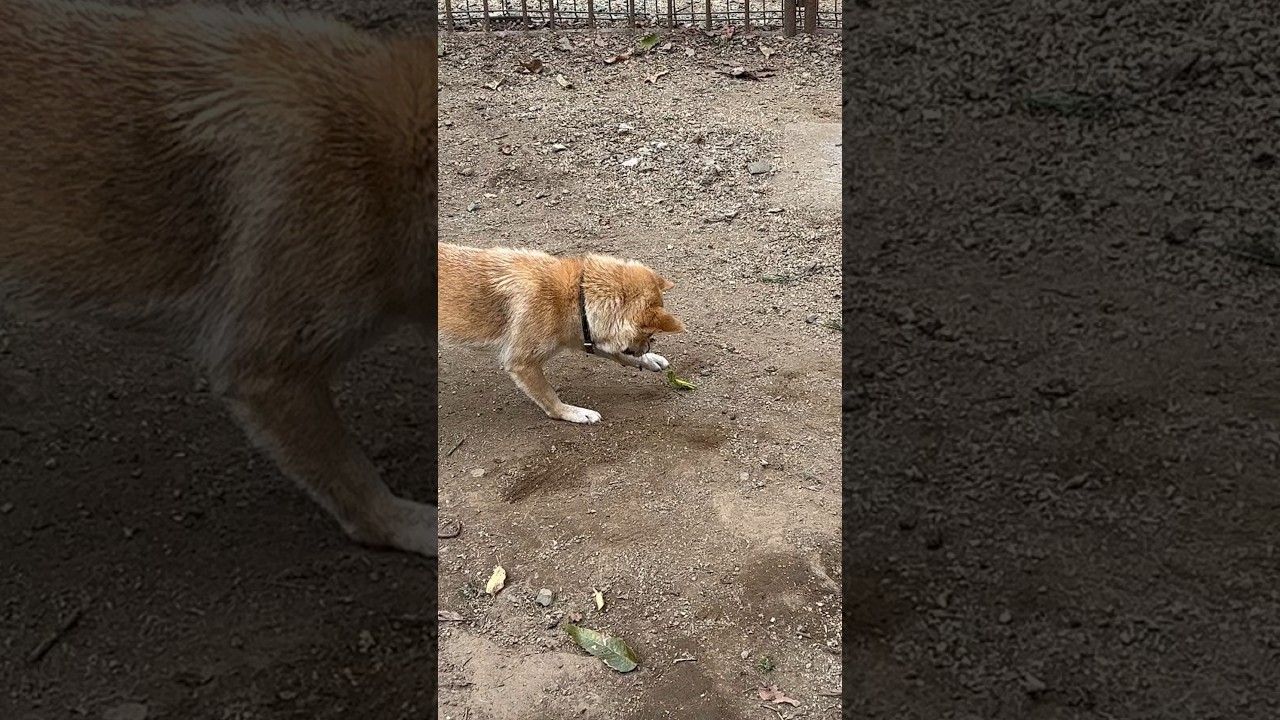 【動物】カマキリvs犬　Praying mantis vs Dog 