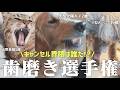 シニア犬16歳の愛しい日常と、ハチャメチャな大型犬と猫たちとニワトリがいる暮らし🦮🐈🐓