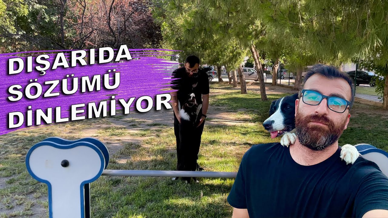 Köpeğim Dışarıda Sözümü Dinlemiyor