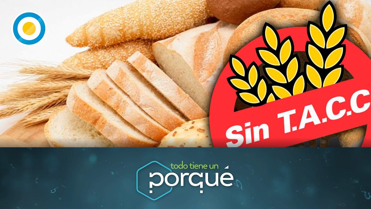 ¿Por qué los celíacos no toleran el gluten? (1 de 3) - Todo tiene un porqué