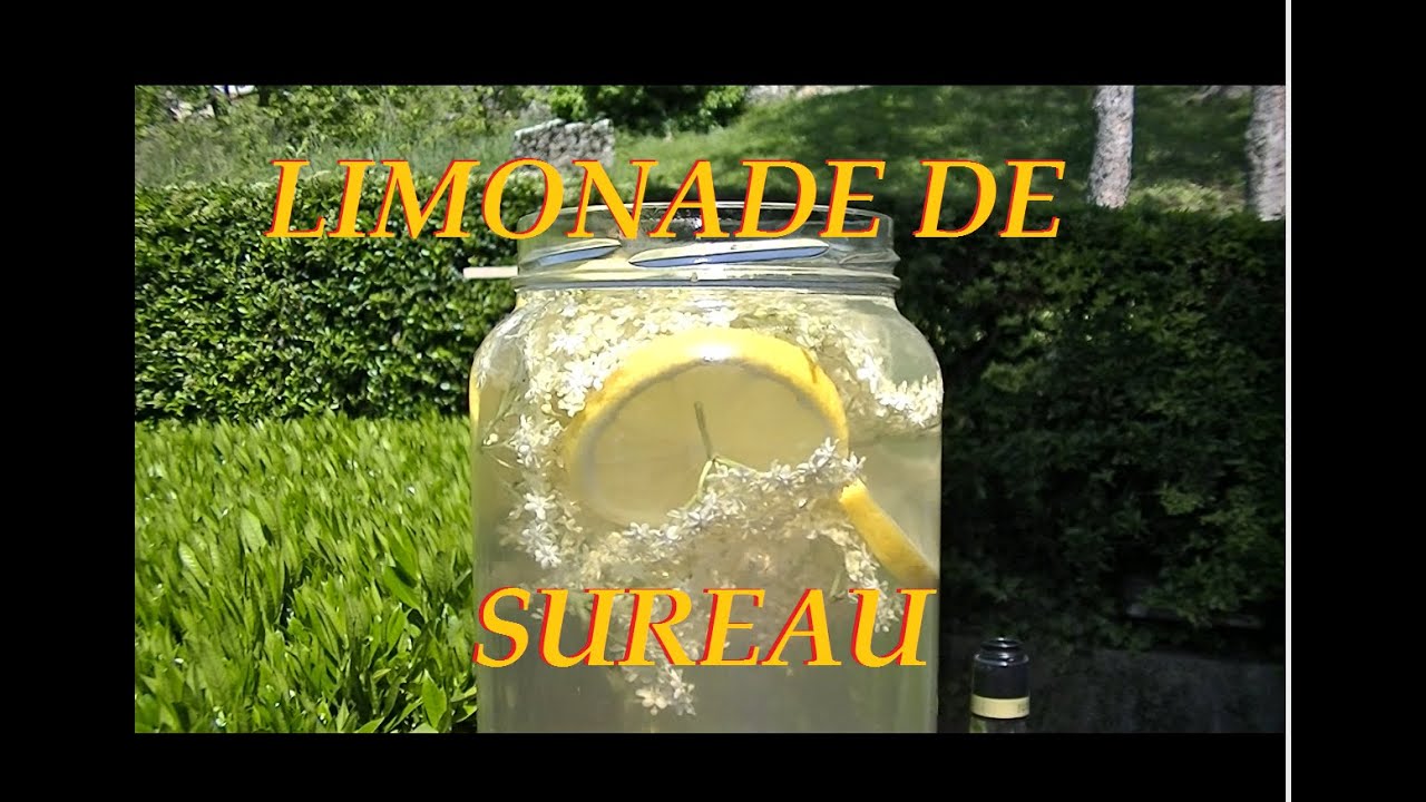 Recette De La Limonade De Fleur De Sureau Noir