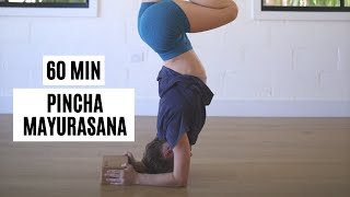 55 Min Pincha Mayurasana Yoga Flow | Forearm Balance | Yoga with Janet
