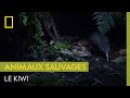 Le kiwi, le plus célèbre oiseau de Nouvelle Zélande