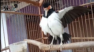 ini burung bisa ngomong... SERIUS !! JALAK SUREN YASIR KLATEN sold out