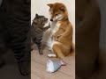 なんでニャン💢お気に入りのおもちゃを壊した犬を責める猫