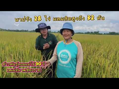 แปลงเกษตรกร  ข้าวหอมแม่โจ้ 90 ปี #หอมแม่โจ้90ปี #ผลผลิตสูง #ข้าวเหนียวหอม 