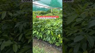 African red mahogany plants #mahogany #mahoganyfarming #mahoganywood #farming #farmer #plants #tree
