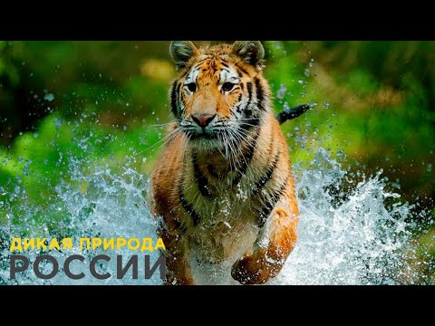 Дикая Природа России Wild Russia E06