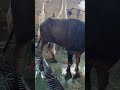 انتظر معركه العجل ده Youtubecreators Youtubehighfive Animals Funny Viralvideo انتظر معركه العجل ده Youtubecreators Youtubehighfive Animals Funny Viralvideo