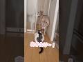 構ってもらえるようになった猫 #シベリアンハスキー #ハスキー #猫
