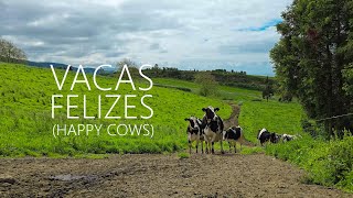 EyeLand Captures | Happy Cows / Vacas Felizes (Documentary)