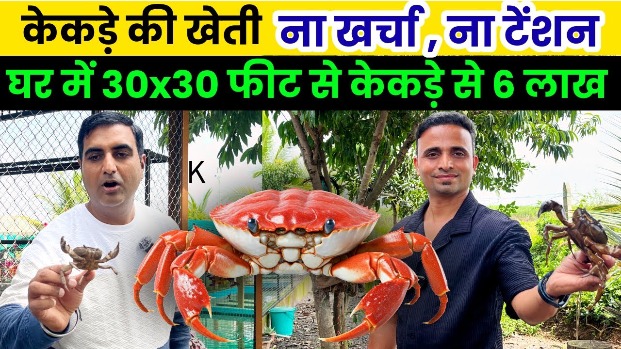 30 x 30 फीट में केकड़ा फार्मिंग से सालाना 6 लाख आमदन crab farming | Micro Irrigation |