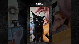 These Cats Will Make You Laugh So Hard