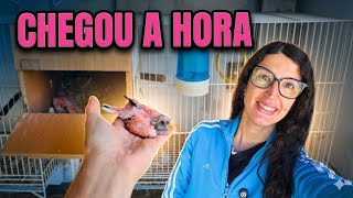 Tirando os PRIMEIROS FILHOTES de PERIQUITO ROSA do ninho | Temporada 2026