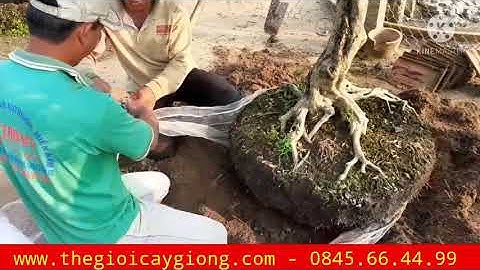 CÁCH BỨNG NGUYỆT QUẾ "KHỦNG" 💗 0845.66.44.99 💗 Thế Giới Cây Giống Cai Lậy