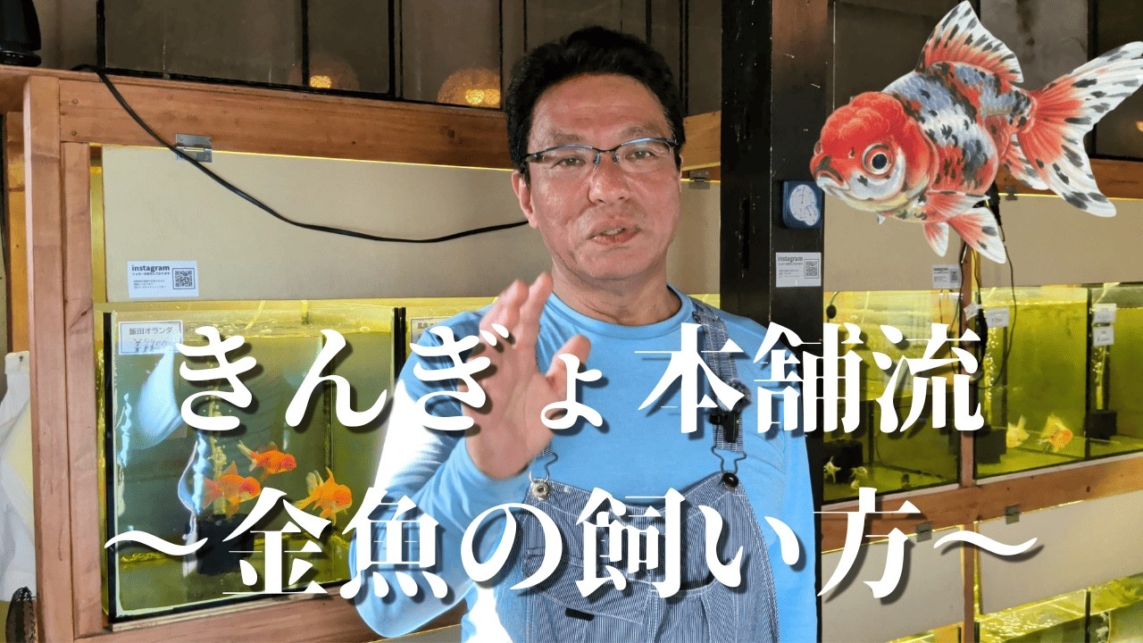 きんぎょ本舗
