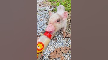 con heo đất , chú vịt con, con lợn éc, con cào cào , chú lợn dễ thương #cute