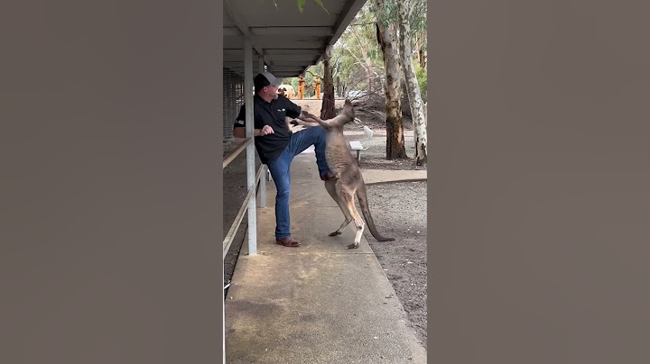 Un CANGURO ataca a unos TURISTAS en AUSTRALIA #shorts