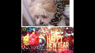 BoJolie Happy New Year by BoJolie The Shih Tzu Poodle 2,262 views 3 years ago 1 minute, 26 seconds
