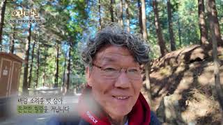 편백나무숲 영상