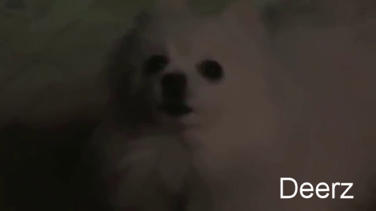 When Gabe The Dog Died