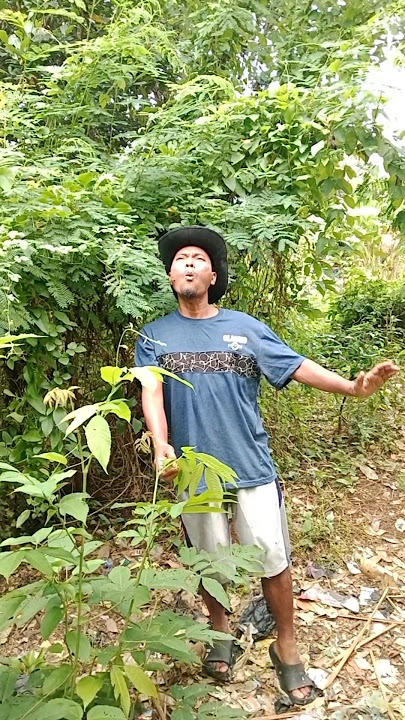 mau ketawa takut dosa masteran burung kicau burung hiburan warga 62 lucu funny comedy