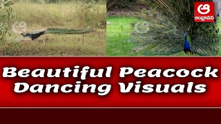 Beautiful Peacock Dancing Visuals || Mind Blowing Video || Andhravani
