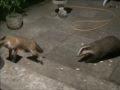 Badger Vs Fox