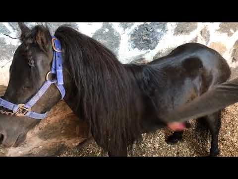 Video: Que Alimentar A Un Pony