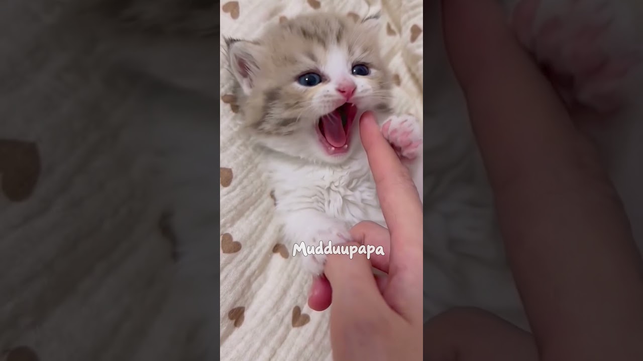 Kitten #kitten #cutebaby