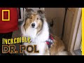 A Collie Throwing Up Blood | The Incredible Dr. Pol